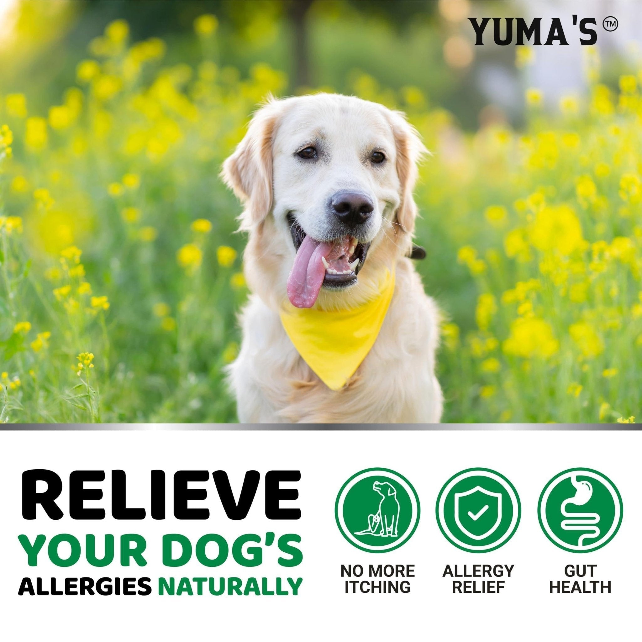Allergy Relief Chews for Dogs — 170 Treats - Mascotitas