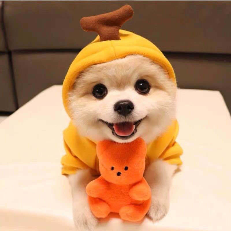 Fruit Print Hoodie for Small Dogs & Cats - Mascotitas