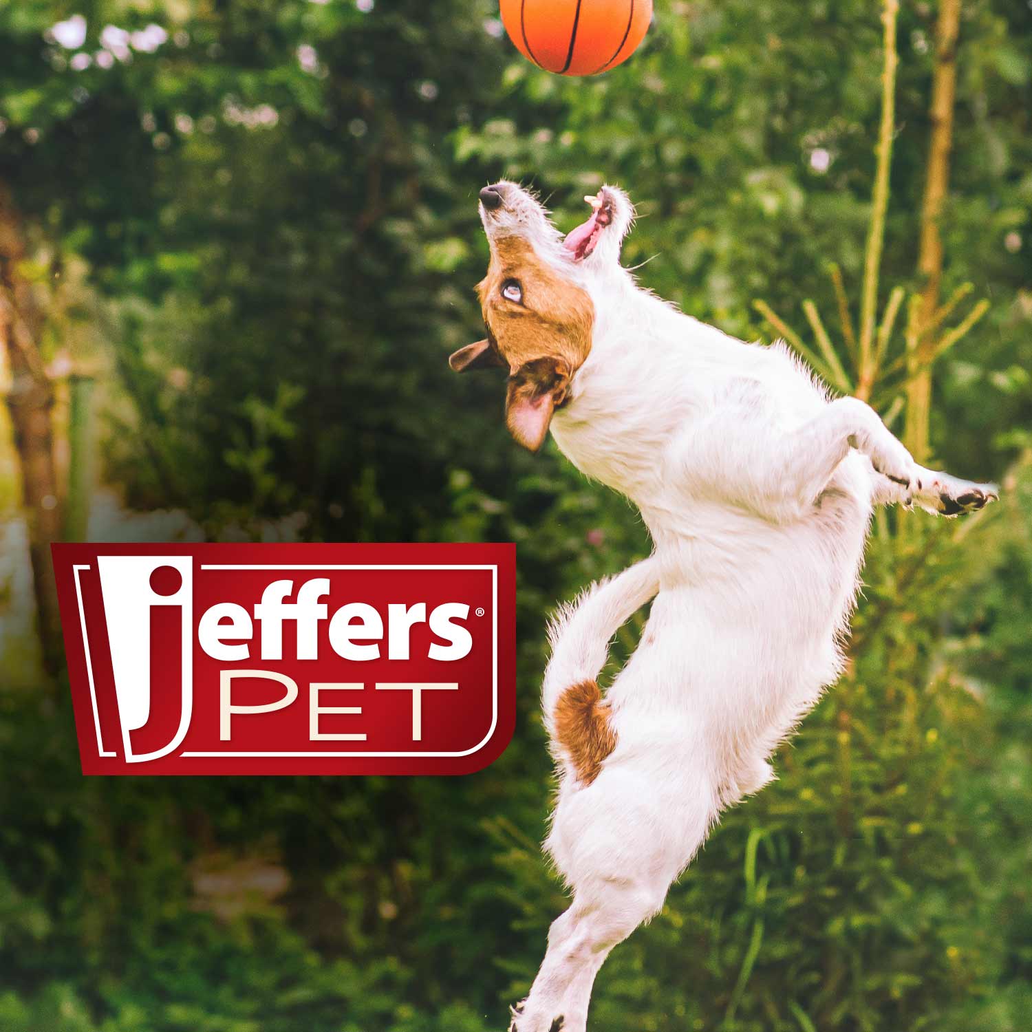 Jeffers Pet Baby Powder Tearless Conditioning Shampoo for Puppies and Kittens - Mascotitas