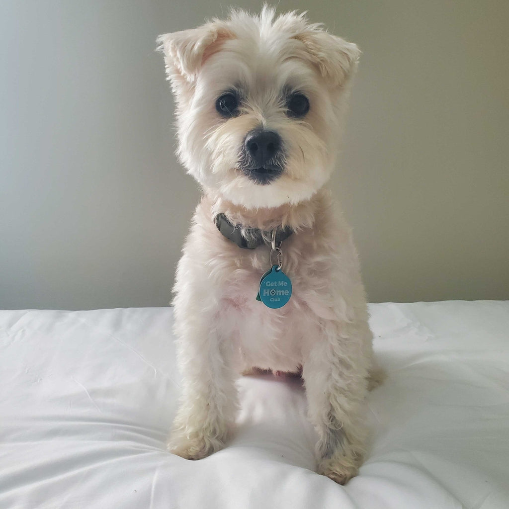 PetHub QR Pet ID Tag – Get Me Home Club - Mascotitas