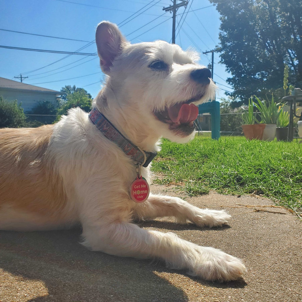 PetHub QR Pet ID Tag – Get Me Home Club - Mascotitas