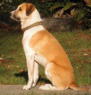 Power Pup Fermented Superfood Turmeric Powder for Pets - Mascotitas