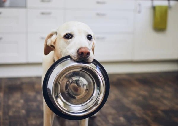 Power Pup Fermented Superfood Turmeric Powder for Pets - Mascotitas