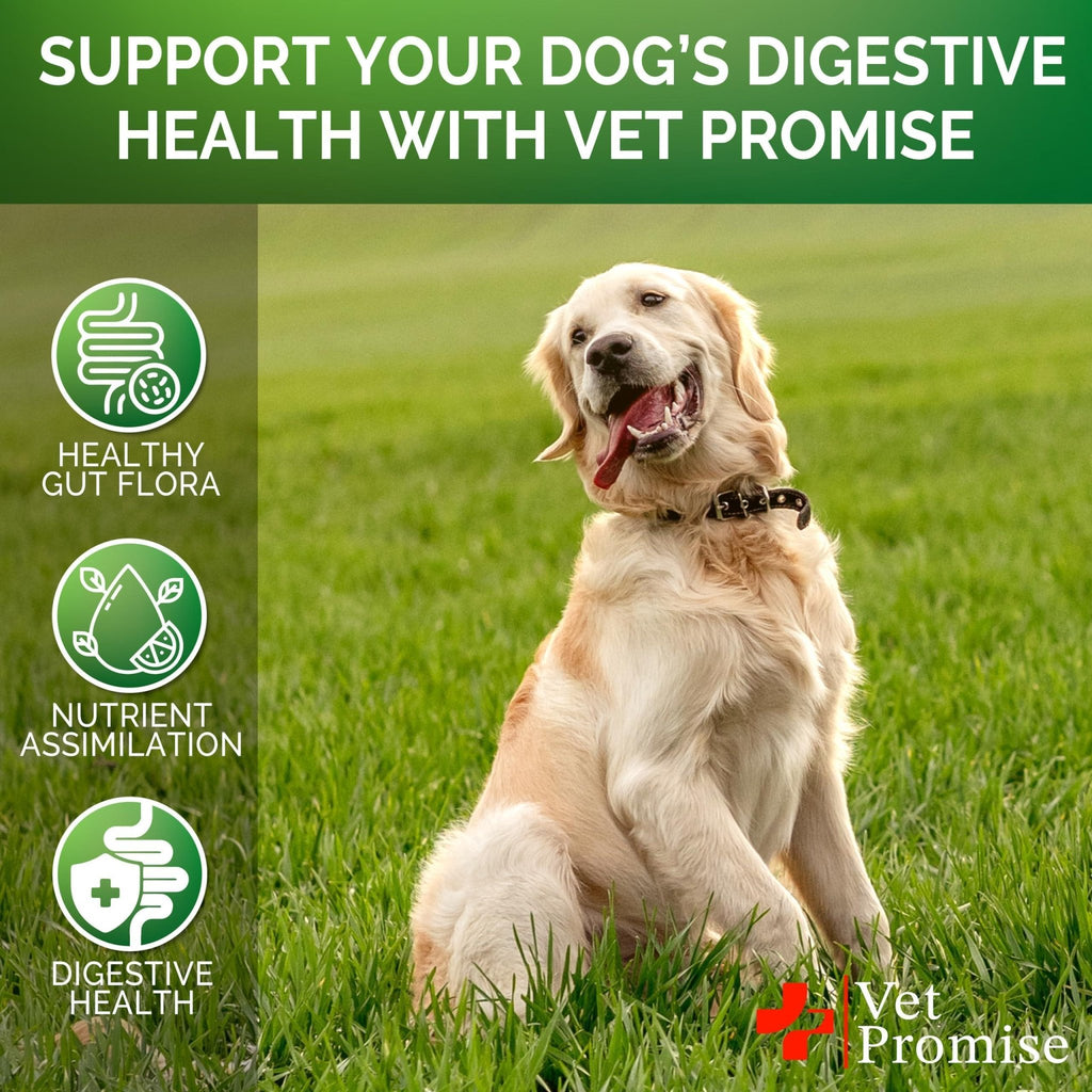 Probiotic Chews for Dogs — Digestive Health - Mascotitas
