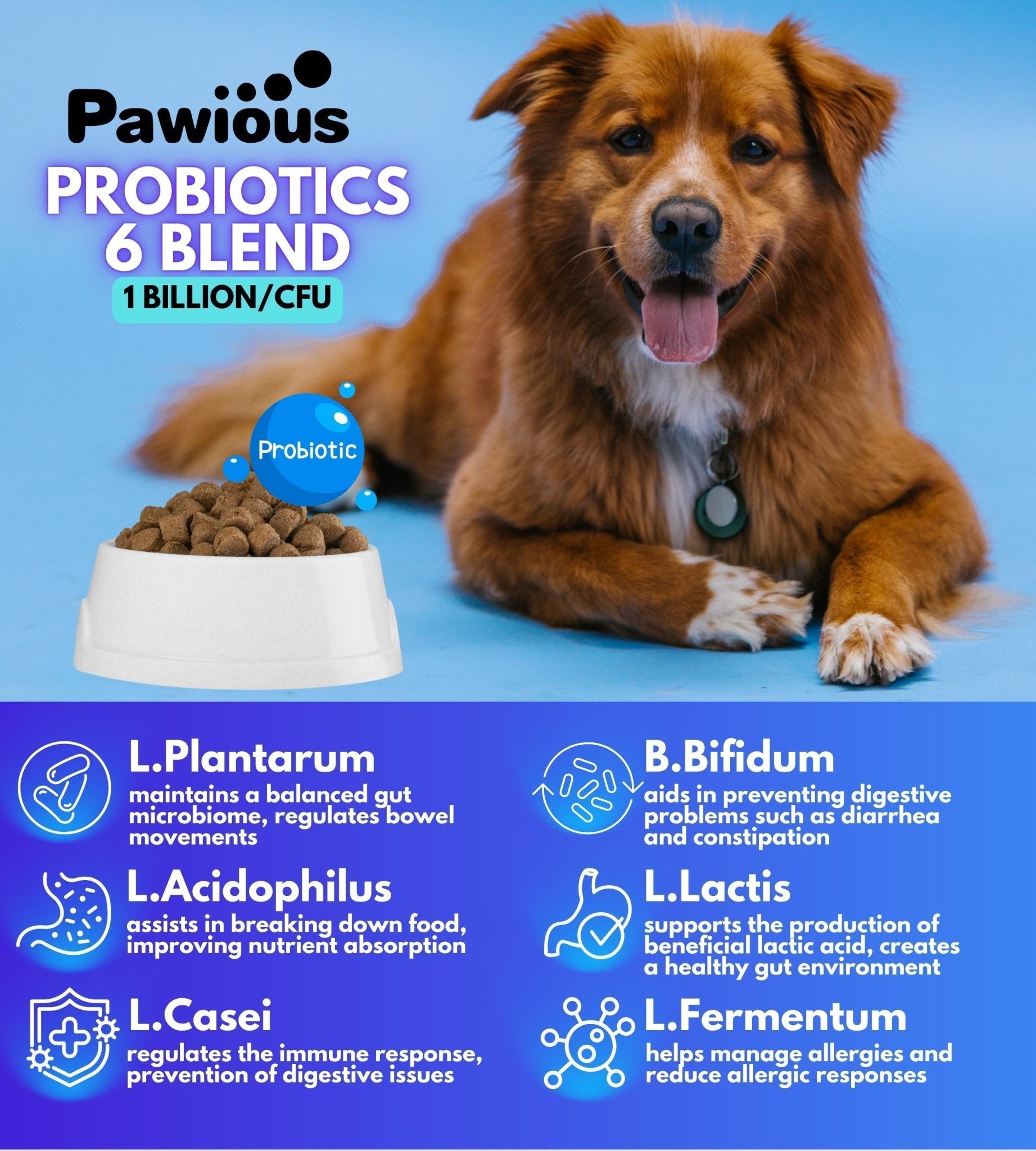 Probiotic & Enzyme Chews for Dogs — Gut Health - Mascotitas