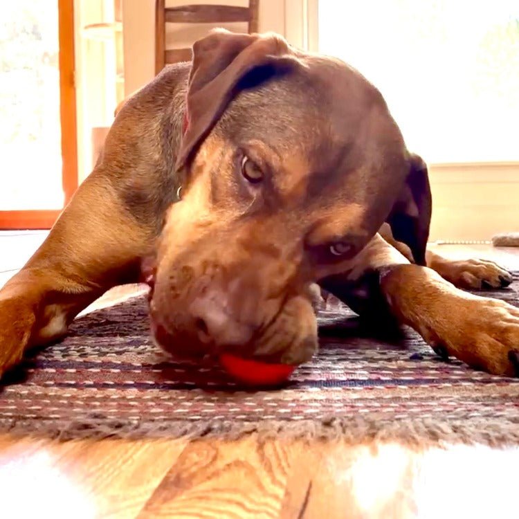 Squeak Ball - Durable Squeaky Dog Toy, Floats, Chew Toy | USA Made - Mascotitas