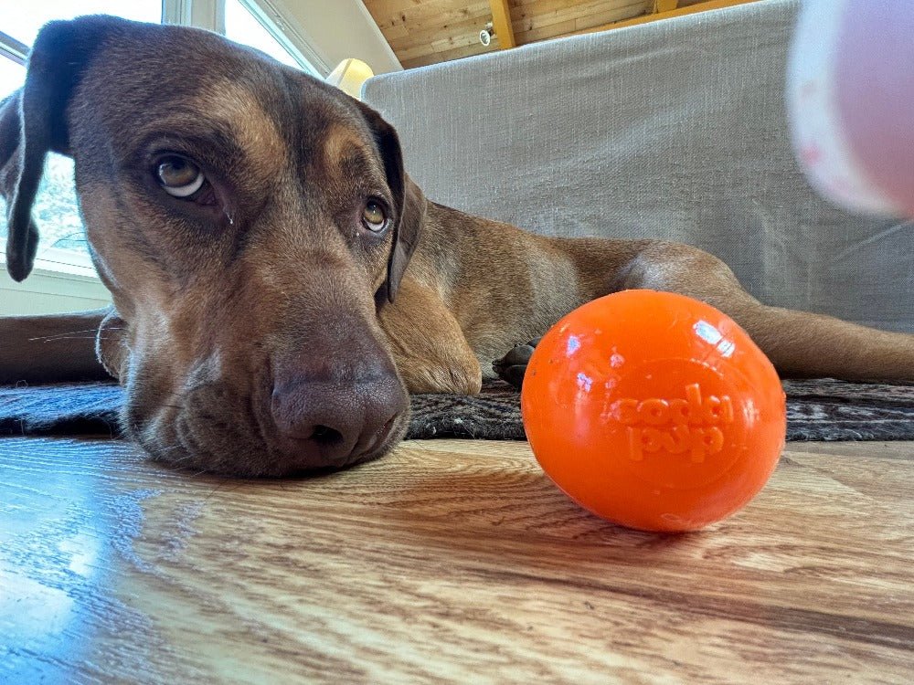 Squeak Ball - Durable Squeaky Dog Toy, Floats, Chew Toy | USA Made - Mascotitas