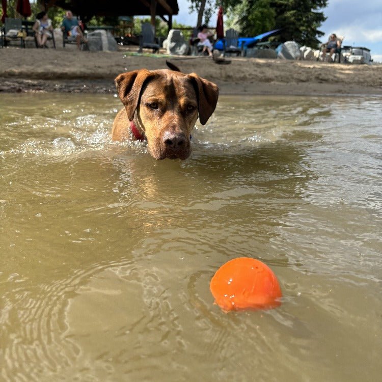 Squeak Ball - Durable Squeaky Dog Toy, Floats, Chew Toy | USA Made - Mascotitas