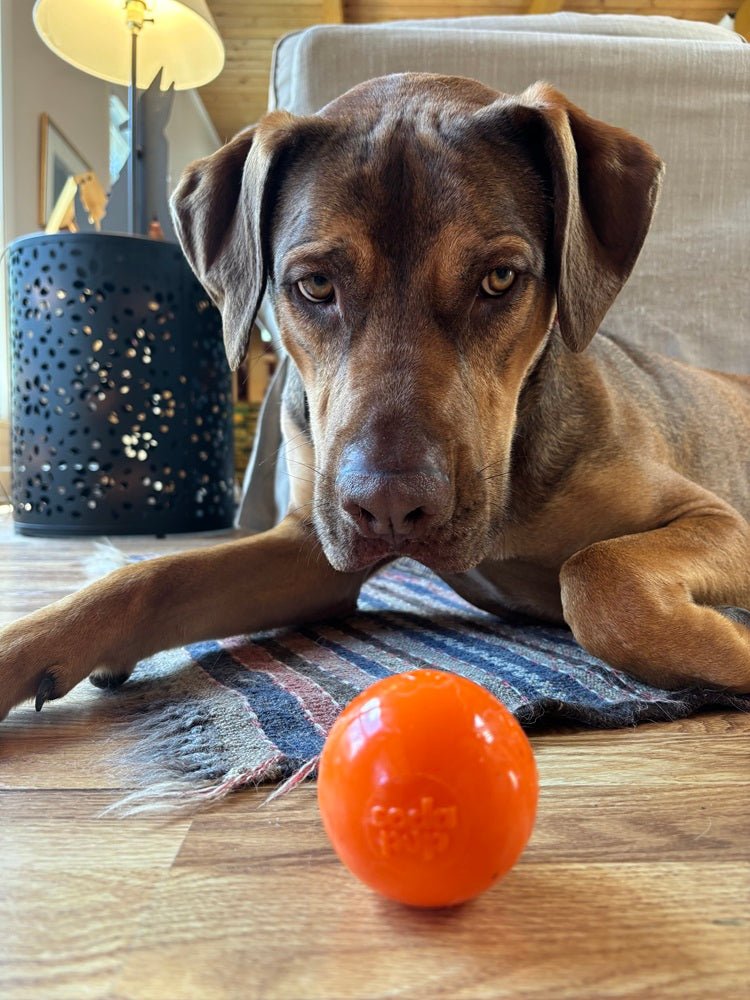 Squeak Ball - Durable Squeaky Dog Toy, Floats, Chew Toy | USA Made - Mascotitas