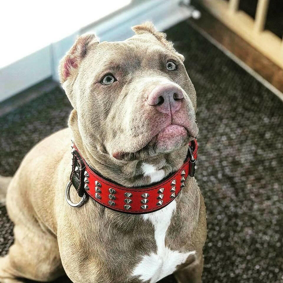 "Star" collar - Mascotitas