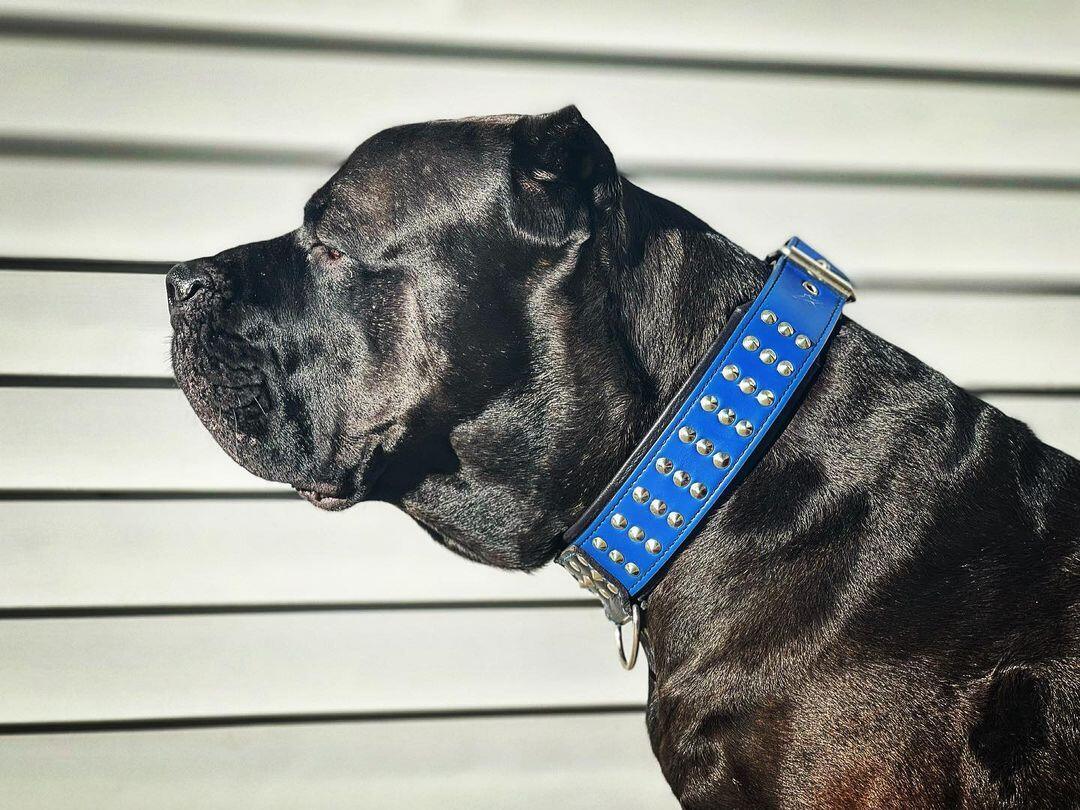 "Star" collar - Mascotitas