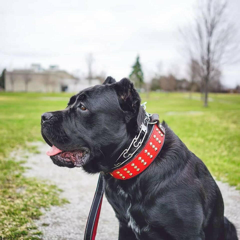 "Star" collar - Mascotitas